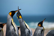 Picture 'Ant1_1_0365 King Penguin, Falkland Islands, Saunders Island, Antarctica and sub-Antarctic islands'